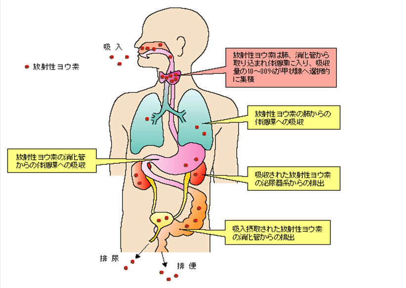 放射性ヨウ素による内部被ばくの模式図.png